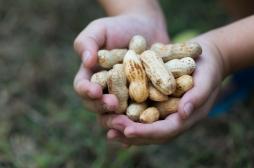 Allergie à la cacahuète : la piste prometteuse de l’immunothérapie