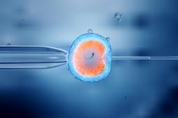 PMA : un transfert d’embryons post-mortem refusé par la justice 