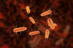 E. coli : le gène qui rend la bactérie insensible aux antibiotiques identifié