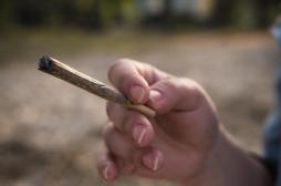 Covid-19 : le cannabis augmente le risque de complications 