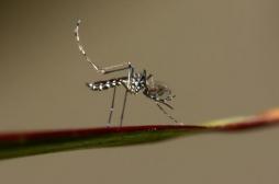 Dengue, palu, Zika... pour réduire les maladies, l'ONU veut stériliser les moustiques 