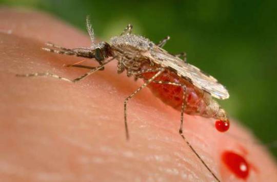 Zika : au moins neuf cas détectés en Europe