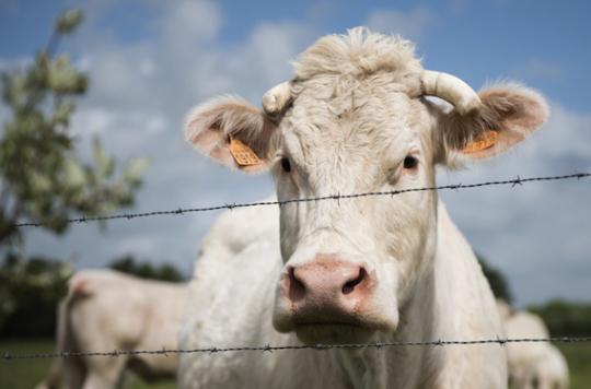 Vache folle : un cas suspect dans les Ardennes 