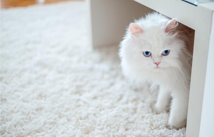 Les chats blancs ont plus de risques d'être sourd