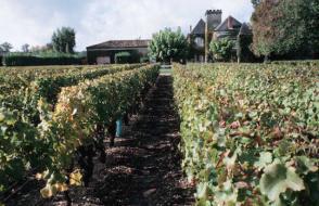 Pesticides : dans les vignes, la santé en otage